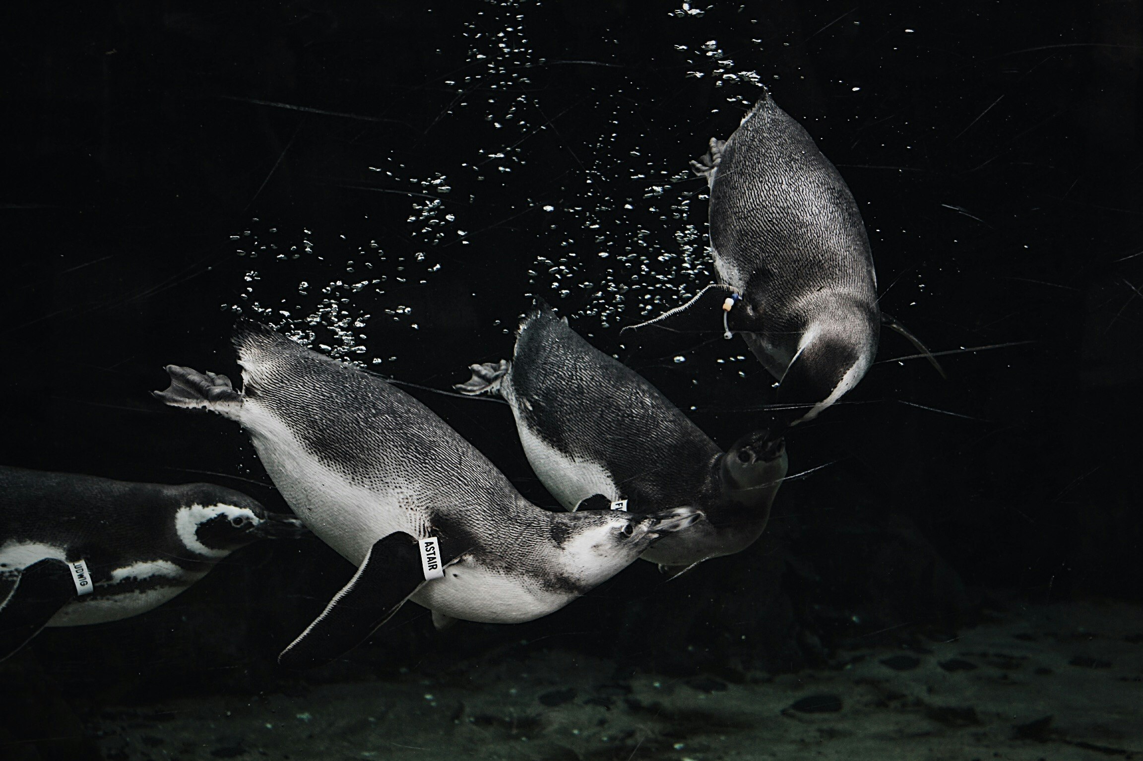 grayscale photo of penguins